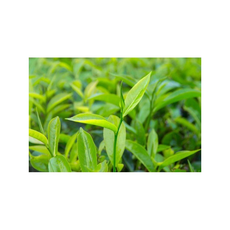 Huile essentielle de Tea tree Huile essentielle de Tea tree