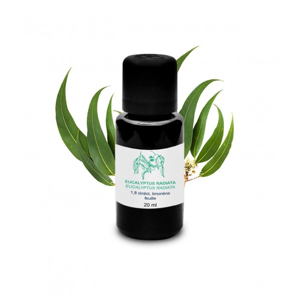 Huile essentielle eucalyptus radiata | Essenciagua