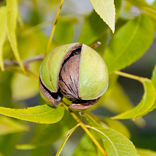 arbre à karité pour fabriquer du beurre de karité BIO